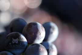 2015, Fleury-La –Rivière. Macro-Photographie de baies de raisins, afin de mettre en exergue la fragilité et les détails de leur peau.