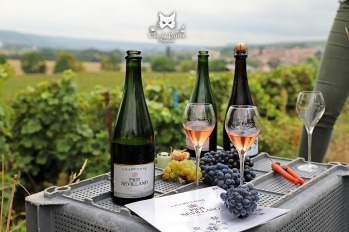 Dégustation pendant les vendanges du Champagne Piot-Sévillano à Vincelles